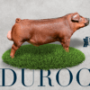 Duroc Red Pork
